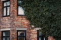 Detail of old building covered by ily. Old brick, abandoned house covered by green ivy. Royalty Free Stock Photo