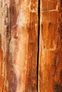 Detail of an old dried cherry tree trunk Royalty Free Stock Photo