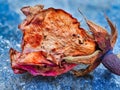 Detail of Old Dried Up Rose Flower