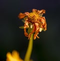 Detail of an old dry orange flower of a Marigold plant