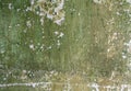 Detail of old green moldy wall with peeling paint