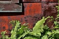 Detail Old House with Ferns Royalty Free Stock Photo