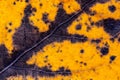 Detail of old leaf in autumn. Background Royalty Free Stock Photo