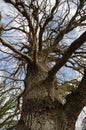 Detail of an old mighty oak tree Royalty Free Stock Photo