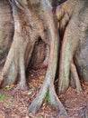 Old Morton Bay Fig Tree, Detail of Base and Root System