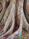 Old Morton Bay Fig Tree, Detail of Base and Root System