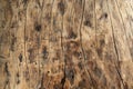Detail of old outer shell peeled of the tree for background