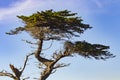 Detail of old pine tree under blue sky at Point Lobos Royalty Free Stock Photo