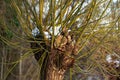 Detail of an old pollard willow in winter, Jette, Belgium