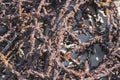 Detail of old rusty barbed wire as part of WW2 Atlantic wall remains near the Hague in the Netherland Royalty Free Stock Photo