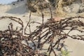 Detail of old rusty barbed wire as part of WW2 Atlantic wall remains near the Hague in the Netherlands Royalty Free Stock Photo