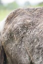 Detail of an old sick pony Royalty Free Stock Photo