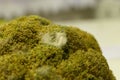 Detail of an old spoiled brocoli with white mold