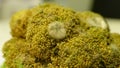 Detail of an old spoiled brocoli with white mold