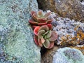 Colourful Small Succulent Plant on Lichen Covered Rocks