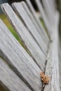 Detail of old weathered paling fence falling down