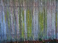 Old Weathered Wood Slat paling fence With Green Mould