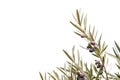 Detail of olea europaea tree olive fruits Royalty Free Stock Photo