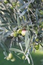 Detail of olive tree branch. Closeup of green olives fruits and leaves Royalty Free Stock Photo