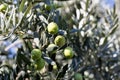 Detail of olive tree branch. Closeup of green olives fruits and leaves Royalty Free Stock Photo