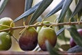 Detail of olive tree branch. Closeup of green olives fruits and leaves with selective focus and shallow depth of field Royalty Free Stock Photo