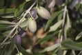 Detail of olive tree branch with fruits and leaves Royalty Free Stock Photo