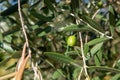 Detail of olive tree branch