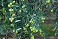 Detail of olive tree branch. Royalty Free Stock Photo