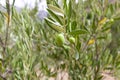 Detail of olive tree branch. Olives on olive tree branch. Royalty Free Stock Photo