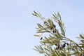 Detail of olive tree branche with leaves and fruits Royalty Free Stock Photo