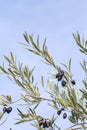 Detail of olive tree with fruits Royalty Free Stock Photo