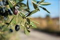 Detail Of An Olive Tree With A Close Up Of A Branch And Some Lea Royalty Free Stock Photo