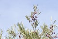 Detail of olive tree foliage with colorful fruits Royalty Free Stock Photo