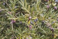 Detail of olive tree foliage with fruits Royalty Free Stock Photo