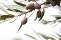 Detail of olive tree fruits Royalty Free Stock Photo