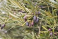 Detail of olive tree fruits Royalty Free Stock Photo