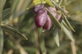 Detail of olive tree fruits Royalty Free Stock Photo