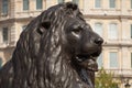 Detail of one of the Lion Statues at Nelsons Column in Trafalgar Square, London