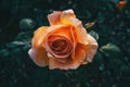 Detail of an open apricot rose centered in the picture