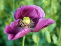 Detail of opium poppy flower in latin papaver somniferum Royalty Free Stock Photo