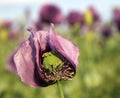 Detail of opium poppy flower in latin papaver somniferum Royalty Free Stock Photo