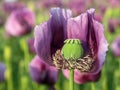 Detail of opium poppy flower in latin papaver somniferum Royalty Free Stock Photo