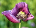 Detail of opium poppy flower in latin papaver somniferum Royalty Free Stock Photo