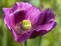 Detail of opium poppy flower in latin papaver somniferum Royalty Free Stock Photo