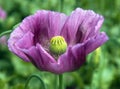 Detail of opium poppy flower in latin papaver somniferum Royalty Free Stock Photo