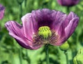 Detail of opium poppy flower in latin papaver somniferum Royalty Free Stock Photo