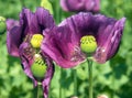 Detail of opium poppy flower in latin papaver somniferum Royalty Free Stock Photo