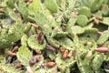 close up of Opuntia humifusa