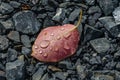 Orange Autumn leaf on rocks grit