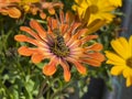 detail of a orange blossom flower with a honey bee Royalty Free Stock Photo